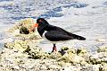 Oystercatcher