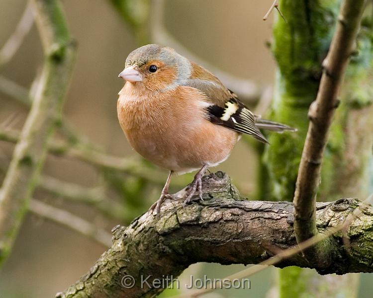 Chaffinch.jpg