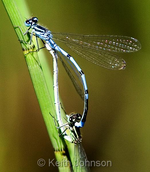 DamselFly.jpg
