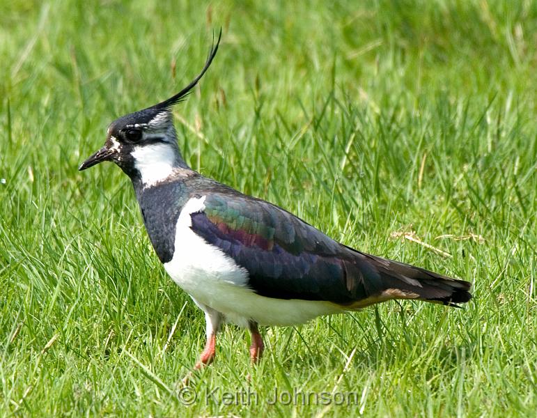 Lapwing.jpg