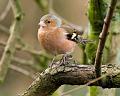 Chaffinch