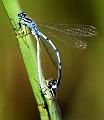 DamselFly